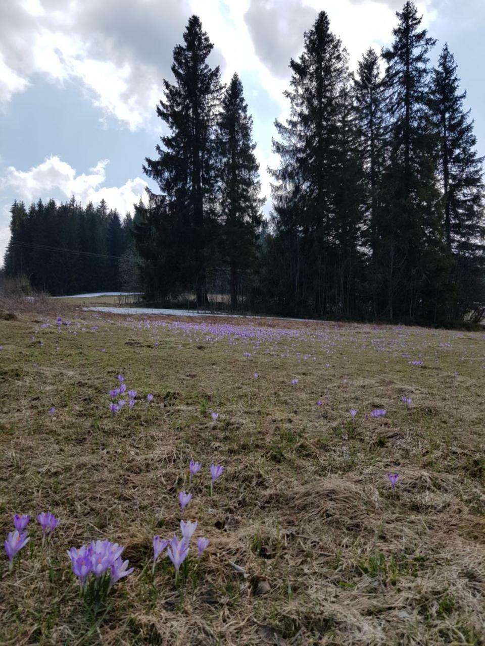 Willa Smiechowka Kościelisko Exteriör bild